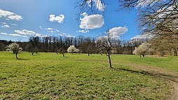 Strohkampwiese_im_Maerz